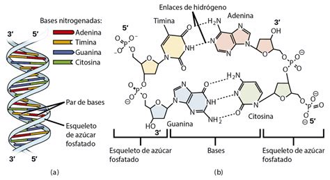bases nitrogenadas del adn